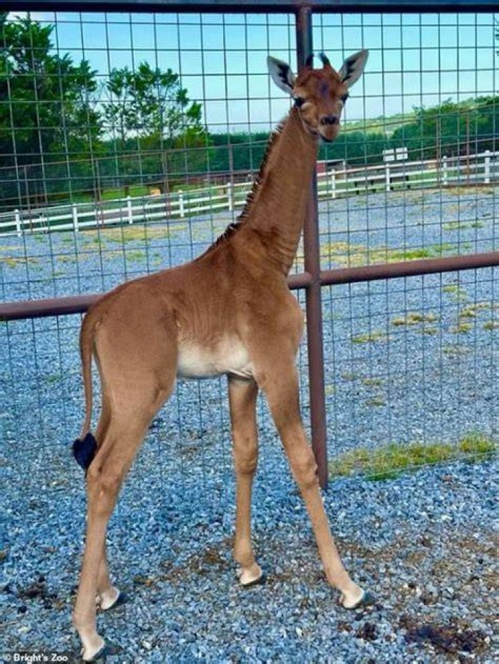 A rare giraffe without spots is born at a zoo in Tennessee NPR
