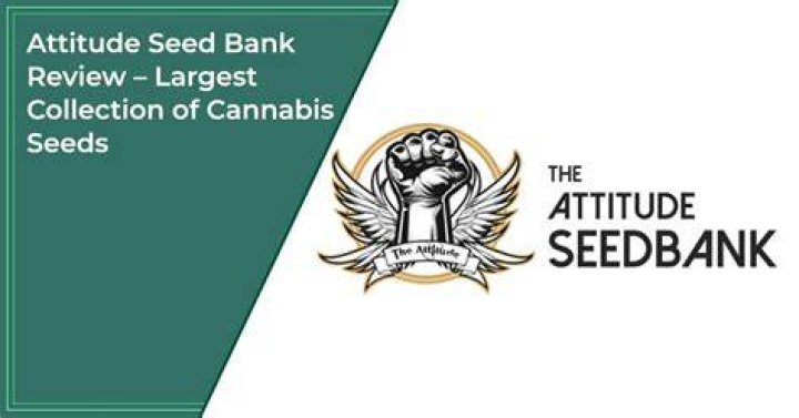 Attitude Seed Bank Review (Updated For 2024) My Experience Flower