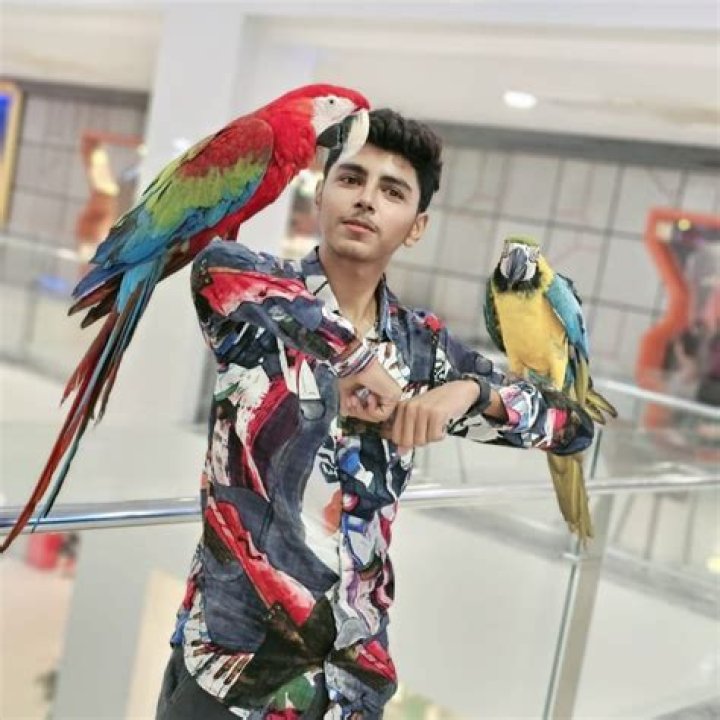 Beauty of Birds YouTube