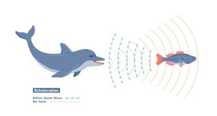 Do dolphins have echolocation? All you need to know Proto Animal