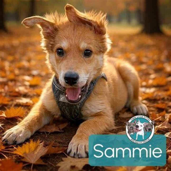 Dog for Adoption Sammie, a Labrador Retriever in New Castle County