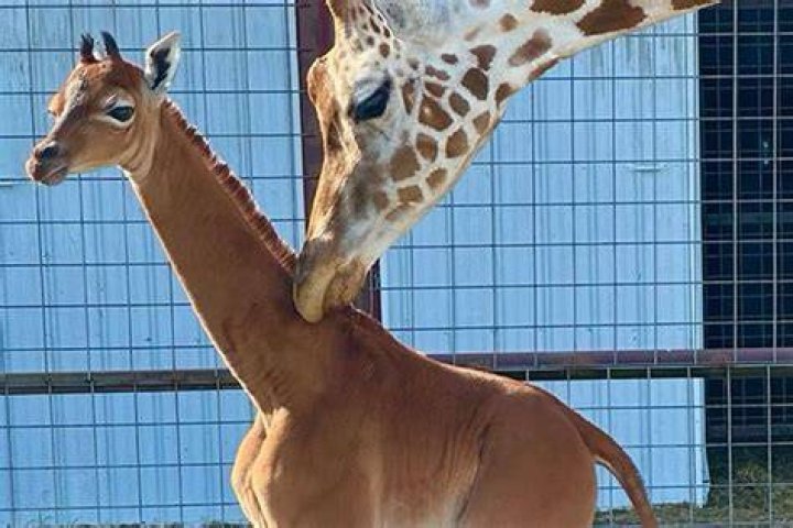 Extremely Rare Spotless Giraffe Born at Tennessee Zoo