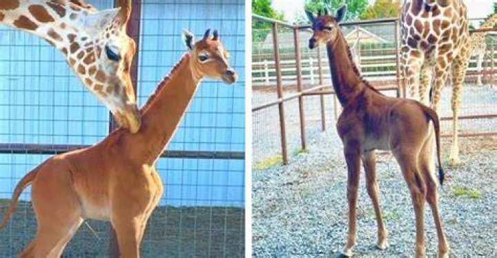 Giraffe with no spots born at Tennessee Zoo NECN