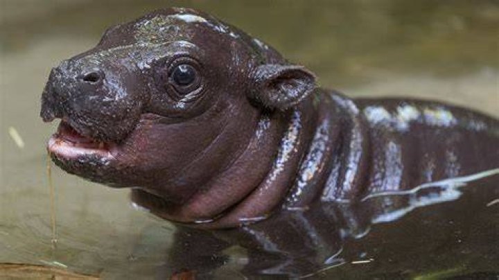 Hippo With Down Syndrome Quotes Viral Update