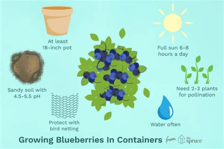 How Do Blueberries Grow?