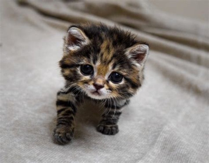 Is this the cutest baby animal ever born in the Cotswolds?