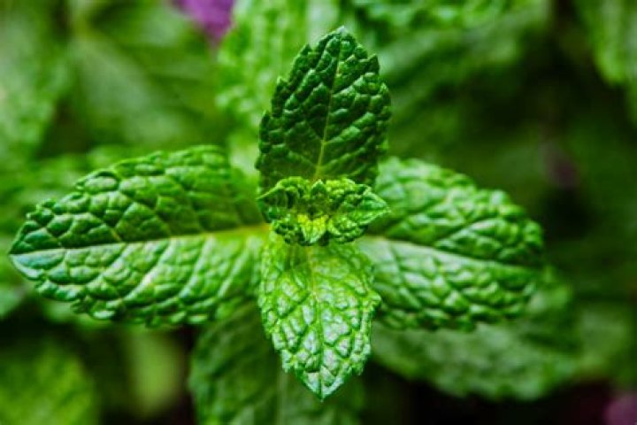 Menthol’s characteristic minty scent and coolness makes it a versatile
