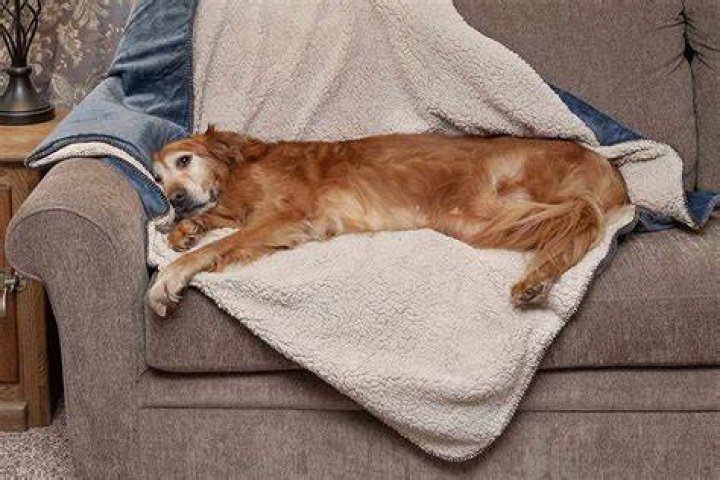 This SelfWarming Pet Blanket Is 'Irreplaceable,' Say Amazon Shoppers