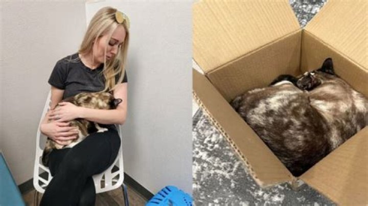 Utah couple accidentally ships pet cat to Riverside NBC Los Angeles