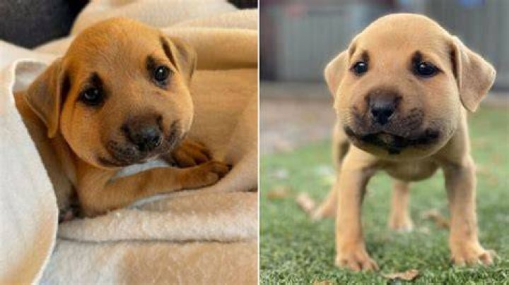 What Happened to the Puppy Killed in the First 'John Wick' Movie?