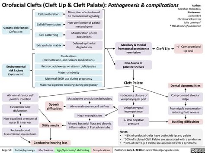 What’s an Orofacial Cleft? Cleft Lip and Cleft Palate Explained GoodRx