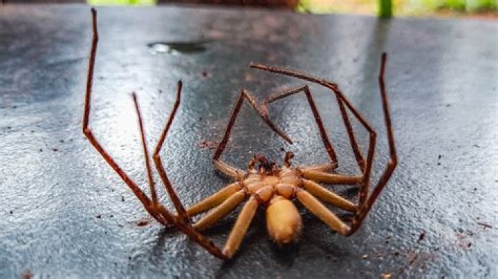 Why Do Spiders Curl Up When They Die? IFLScience